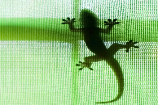 التخلص من الابراص