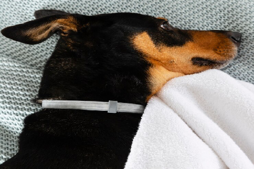 شركة رش البراغيث 