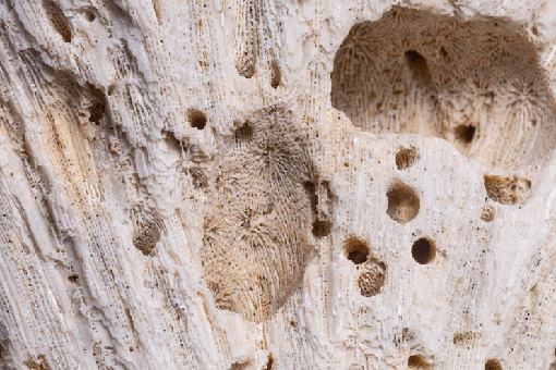 شركة رش النمل الابيض