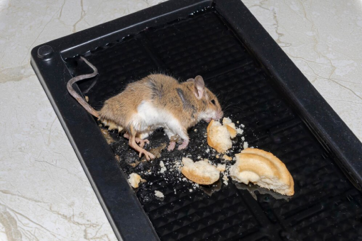 شركات مكافحة الفئران