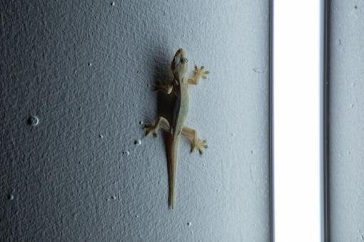  طرد الابراص من المنزل 