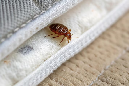 معالجة البق في المنزل