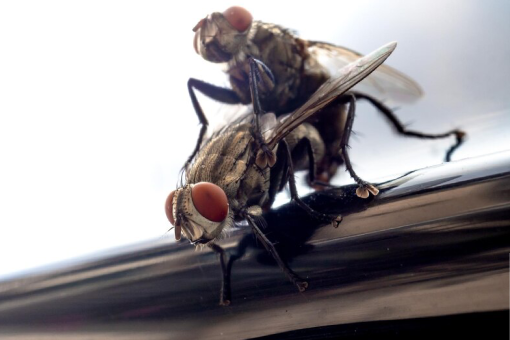 مكافحة الحشرات بالضمان