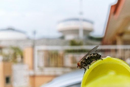 مكافحة الذباب