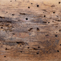 شركة مكافحة حشرات مكافحة سوس الخشب