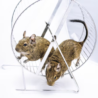 شركة مكافحة حشرات مكافحة الفئران