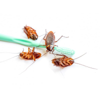 مكافحة الصراصير